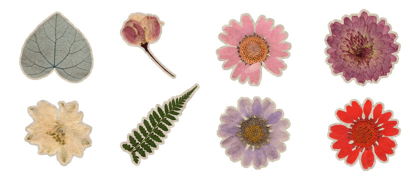 Real pressed dried flowers sticker set with colorful blossoms and green leaf isolated on white background for vintage scrapbooking and botanical design