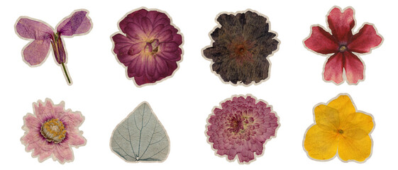 Real pressed dried flowers sticker set isolated on black background with colorful blossoms and green fern leaf for vintage scrapbooking and herbarium design © abcvector
