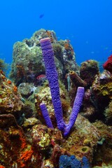 Purple underwater sponge on the coral reef, small fish around. Colorful tropical underwater seascape. Underwater reef and blue water in the background. Scuba diving, underwater exploration trip. © blue-sea.cz