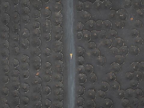 Aerial view of a person in a yellow dress lying on a path between semi-circular stone walls in the volcanic vineyards of Lanzarote, Canarias, Spain.
