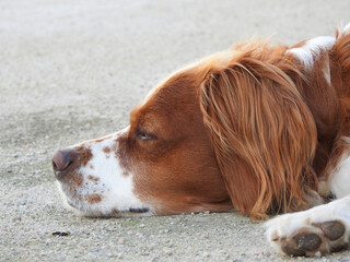 Spaniel breton © Steve Fossiant
