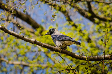 Obraz premium Crow in a tree