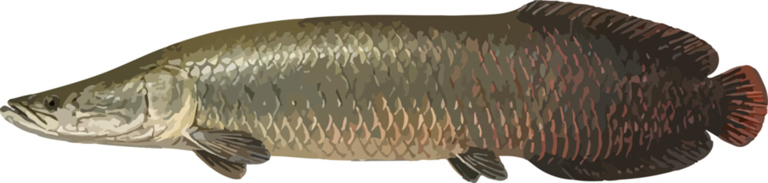 Arapaima gigas illustration art