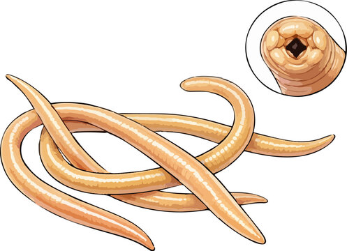 Ascaris lumbricoides illustration