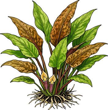 Cryptocoryne wendtii illustration art