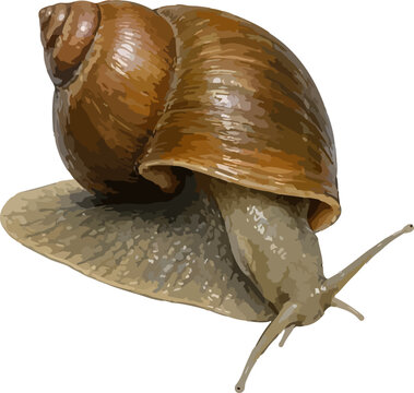 Lymnaea stagnalis illustration