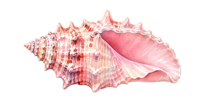 A charming watercolor seashell featuring a pink conch shell with delicate ridges and soft coastal textures illustrated in a natural realistic style.
