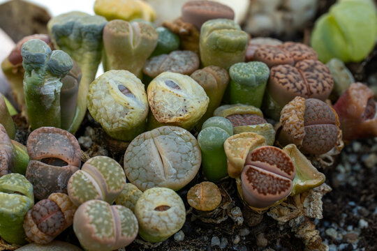 Lithops Living Stones Succulent Plants Close Up In Botanical Garden