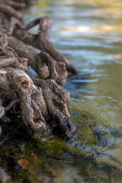 Ancient Tree Roots Submerged in the Crystal Clear Waters of Lake Lagowskie, Poland