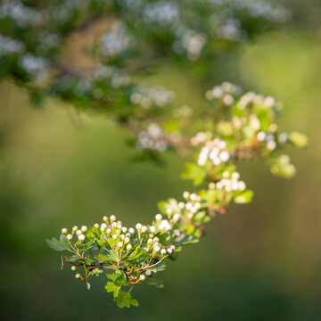 buds of hawthorn on branch in warm evening sunlight