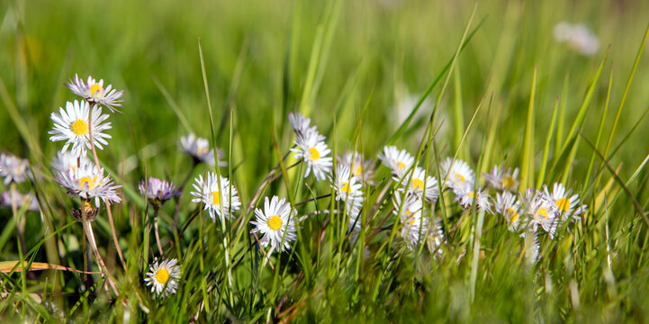 daisies in meadow lit by sunlight in spring