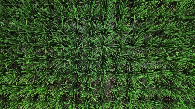 Rice fields of West Sumatra, Indonesia