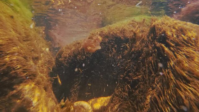 Large coastal boulders covered in brown seaweed which swaying in the waves crashing onto the shore. Wave-like movement of seaweed in the surf zone (littoral zone)