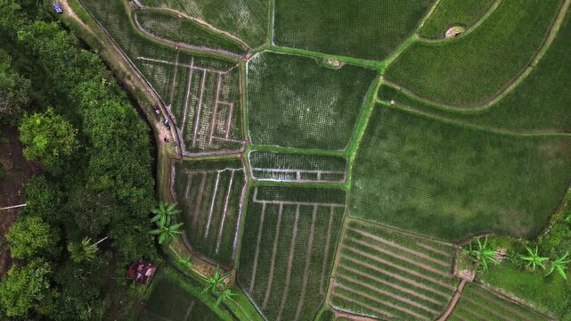Rice fields of West Sumatra, Indonesia
