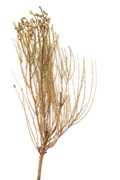 Dried plant on white background