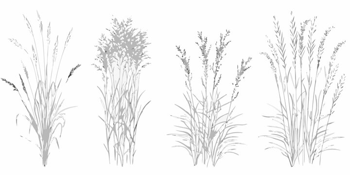 Grass and sedge line art four variations on white background