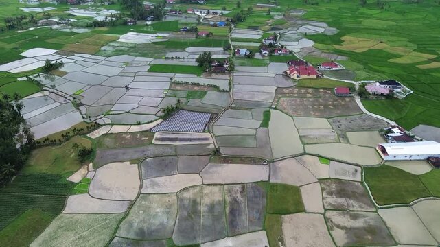 Rice fields of West Sumatra, Indonesia