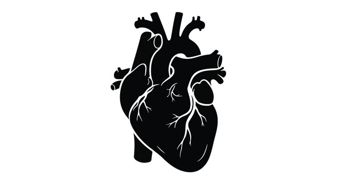 Human Anatomical Heart Silhouette for Cardiology and Heart Disease Awareness