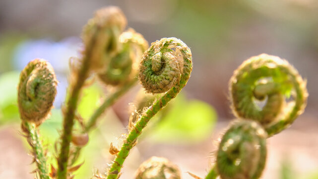光を浴びるジュウモンジシダの新芽の群生 Cluster of young Polystichum tripteron fern fronds bathed in sunlight