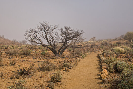 Hiking trail through a misty shrubland on volcanic soil in Teide national park, Tenerife, Canary islands, Spain
