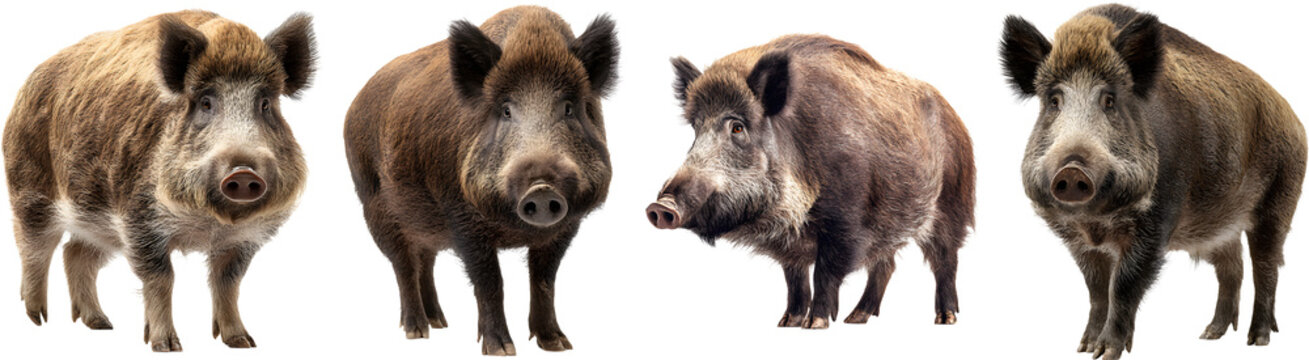 Wild Boars Isolated on White Background Showing Sus Scrofa Group with Strong Body and Natural Wildlife Detail


