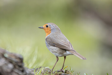 Fototapeta premium European robin standing on mossy ground in nature
