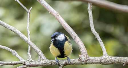 Great tit bird perching on bare tree branch © CaptainCat