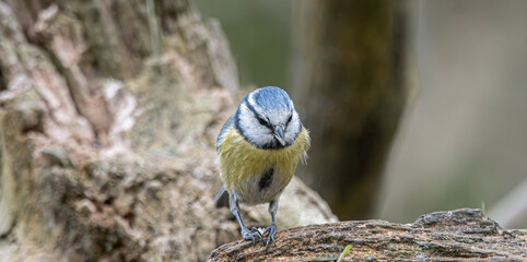 Blue tit perching on old tree bark in nature © CaptainCat
