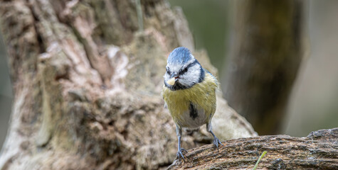 Blue tit bird perching on branch holding food © CaptainCat