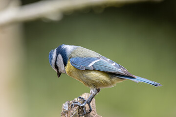 Eurasian blue tit bird perching looking down on wood © CaptainCat