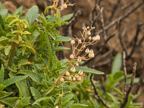 seedpods of Scrophularia glabrata Aiton, plant endemic to the Canary islands 