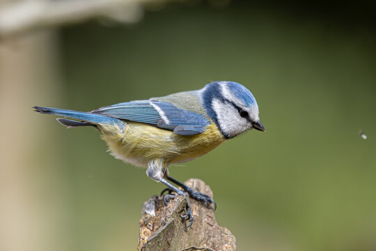 Blue tit bird perching on wood stump in nature