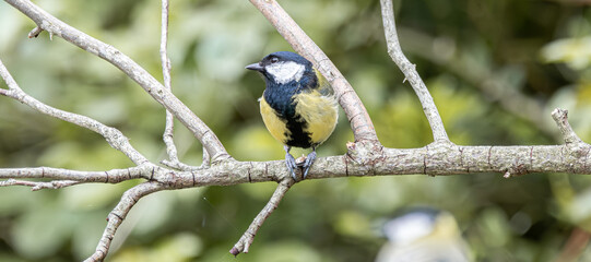 Great tit bird perching on tree branch © StefansFotoGalerij