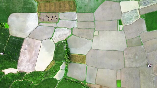 Rice fields of West Sumatra, Indonesia