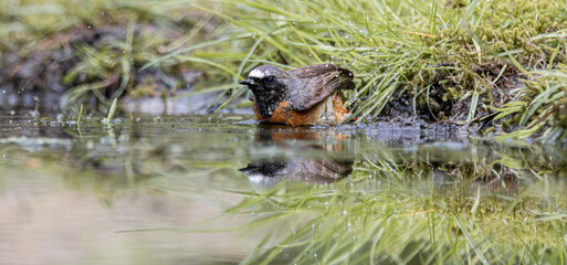 Fototapeta premium Common redstart bathing in shallow water pond reflection