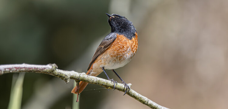 Common redstart bird perching on a tree branch