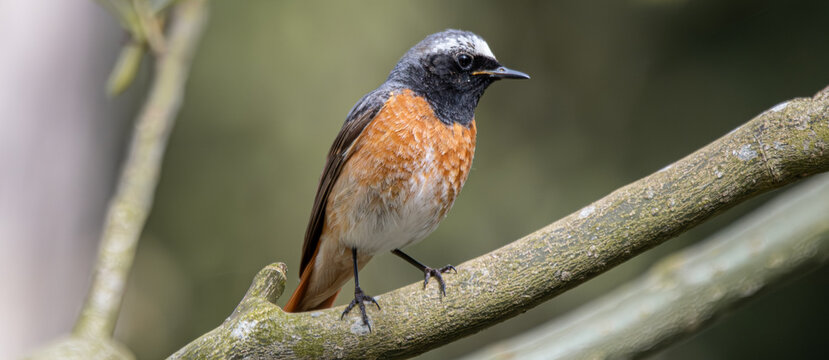 Common redstart perching on spring tree branch