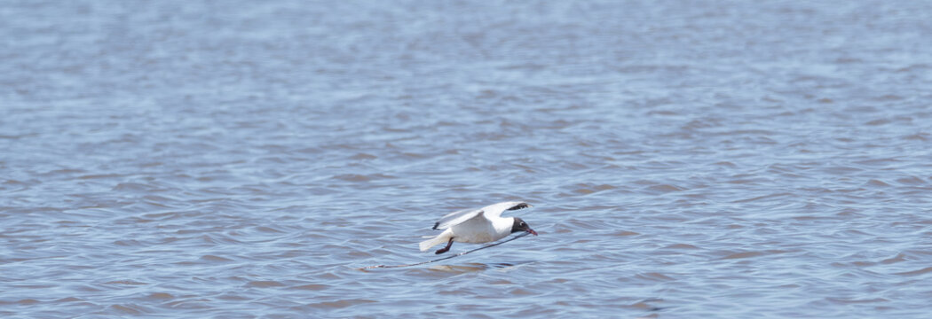A black headed gull in flight over the water with a twig in its beak