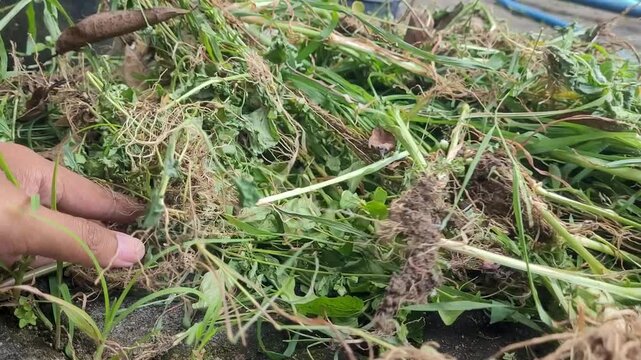 Cleaning grass on the lawn by uprooting 