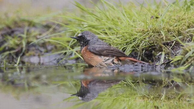 red winged blackbird Bathing