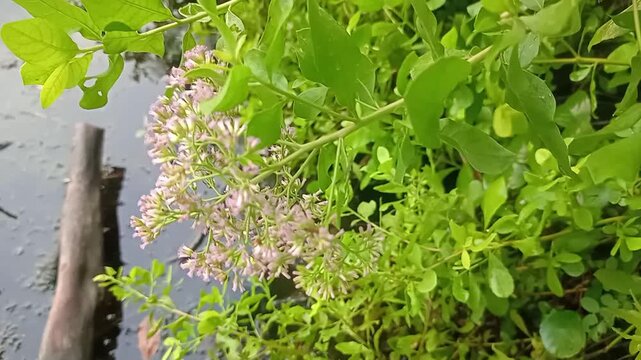 A picture of beluntas or pluchea indica wild plant