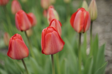 Fototapeta premium Rote Tulpen in einem Garten