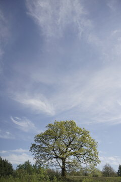 Quercus robur, freie Landschaft und bl&uuml;hende und wachsende Natur im fr&uuml;hen sonnigen und farblich leuchtenden Fr&uuml;hling
