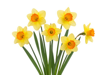 Obraz premium Vibrant yellow daffodils in full bloom against a plain background isolated on white background