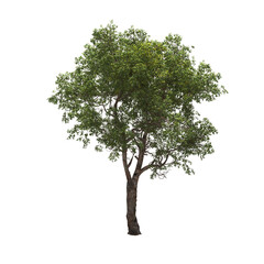 Obraz premium big tree, isolate on a transparent background, 3d illustration 