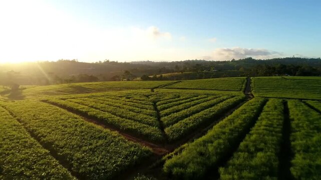 Aerial view of a vibrant green tea plantation with a geometrical design under a bright sunny sky
