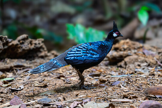 Palawan Peacock-Pheasant male displaying plumage