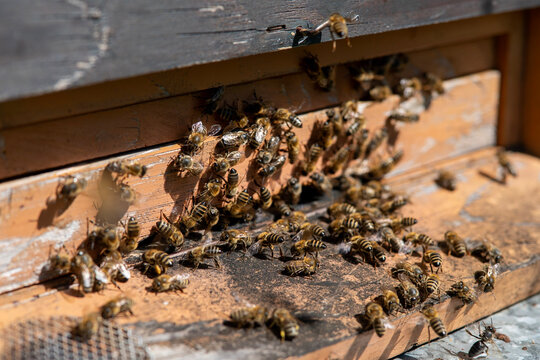 A dense cluster of honey bees (Apis mellifera) hanging from the landing board and entrance of a traditional wooden beehive. This behavior, known as "bearding," occurs when bees congregate outside to r
