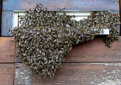 A dense cluster of honey bees (Apis mellifera) hanging from the landing board and entrance of a traditional wooden beehive. This behavior, known as "bearding," occurs when bees congregate outside to r