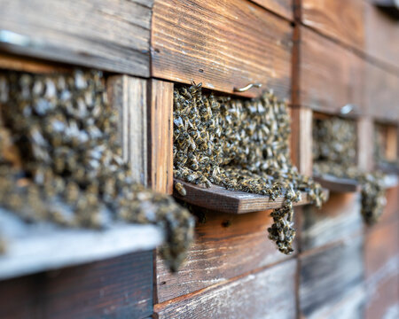 A dense cluster of honey bees (Apis mellifera) hanging from the landing board and entrance of a traditional wooden beehive. This behavior, known as "bearding," occurs when bees congregate outside to r